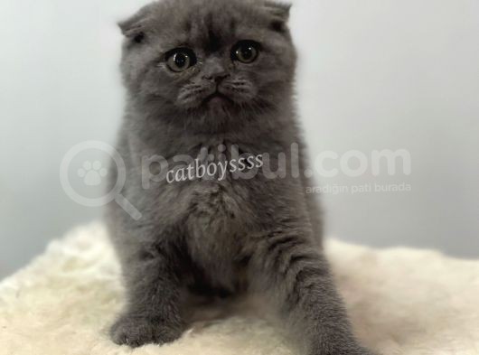 Blue Scottish Fold Dişi Yavrumuz görsel