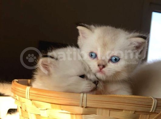 Şecereli Anne Babanın Sevimli Yavruları görsel