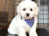Maltese Terrier Yavruları
