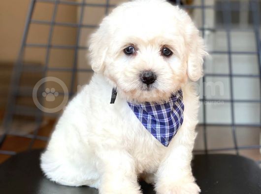 Maltese Terrier Yavruları görsel
