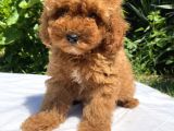Show Class Red Brown Toy Yavrular