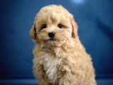 Daha İyisi Yok Orijinal Maltipoo Yavrularımız