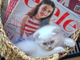 2 Aylık Blue Point Ve Gri Scottish Fold Yavruları