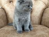 Pofuduk Scottish Fold Yavrumuz
