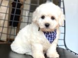 Maltese Terrier Yavruları