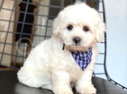 Maltese Terrier Yavruları görsel