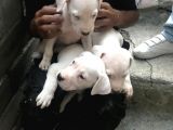 20.06.2021 Doğumlu Safkan Dogo Argentino