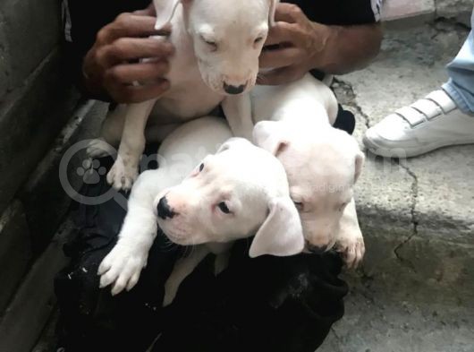 20.06.2021 Doğumlu Safkan Dogo Argentino
