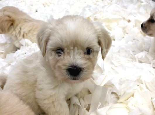 Maltipoo Bebekler