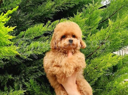 Macar Dişi Teacup Poodle görsel