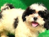 2.5 Aylık Erkek Maltipoo Yavrumuz