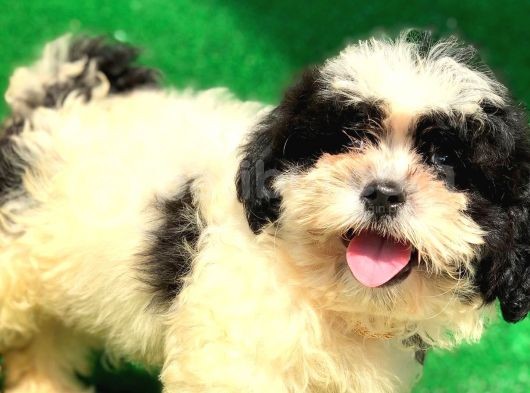 2.5 Aylık Erkek Maltipoo Yavrumuz