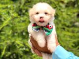 Yakışıklı Maltipoo