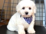 Maltese Terrier Yavruları