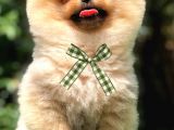 Pomeranian Boo Yavrular Gelmiştir
