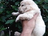 Chow Chow  Çin  Aslanı Yavrularımız