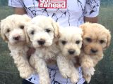 Maltipoo Kalitesinde Terrier Bebekler