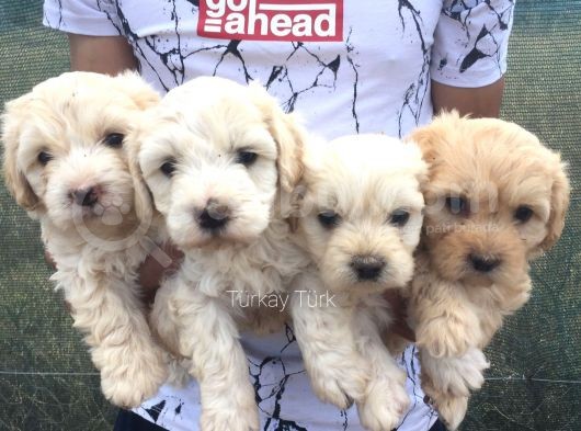 Maltipoo Kalitesinde Terrier Bebekler görsel