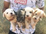 Maltipoo Kalitesinde Terrier Bebekler