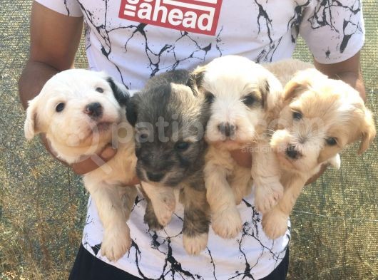 Maltipoo Kalitesinde Terrier Bebekler görsel
