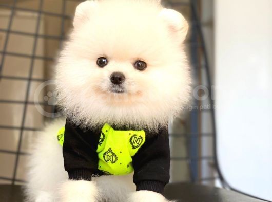 Pomeranian Boo Pasaportlu görsel