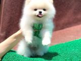 Sevimli Pomerian Boo