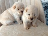 Chow Chow (Çin Aslanı) Yavruları