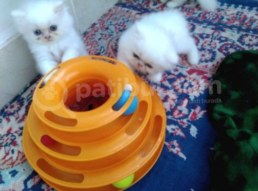 Safkan Chinchilla Beyaz Renk görsel