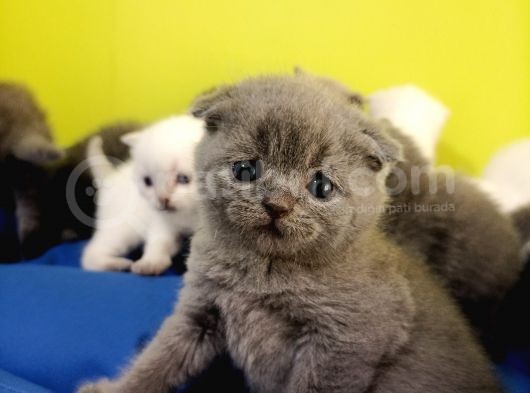 Scottish Fold Yavrular