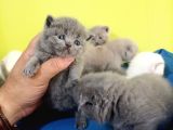 Scottish Fold Yavrular