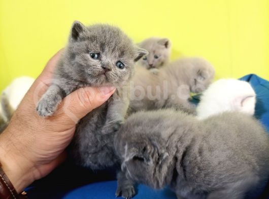 Scottish Fold Yavrular görsel
