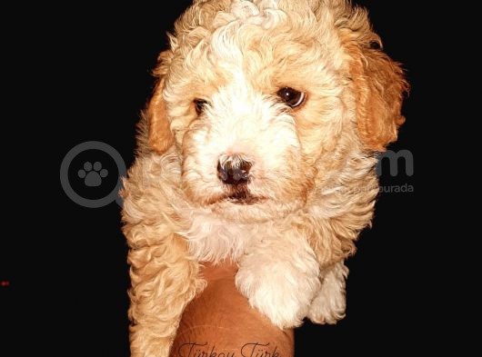 Maltipoo Kalitesinde Terrier Bebekler