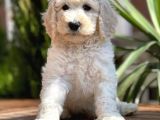 Dev Standart Poodle Yavrular