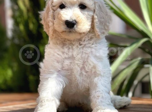 Dev Standart Poodle Yavrular