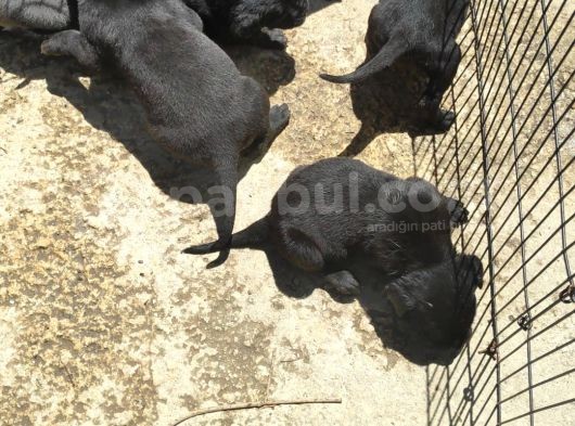 Cane Corso  Yavrularımız görsel