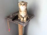 Scottish Fold Golden Dişi