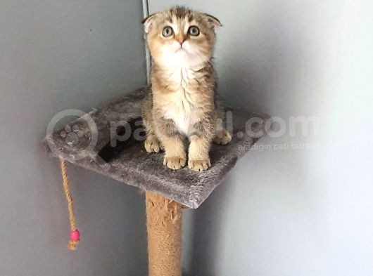 Scottish Fold Golden Dişi görsel