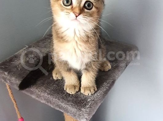 Scottish Fold Golden Dişi görsel