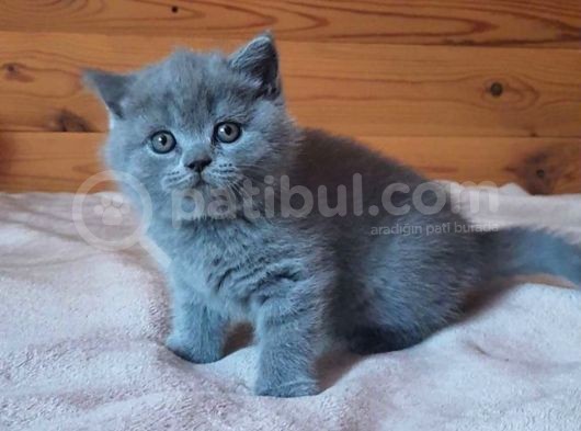 Topac Kafa A Kalite Yavrular