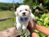Tatlı Maltese Terrier