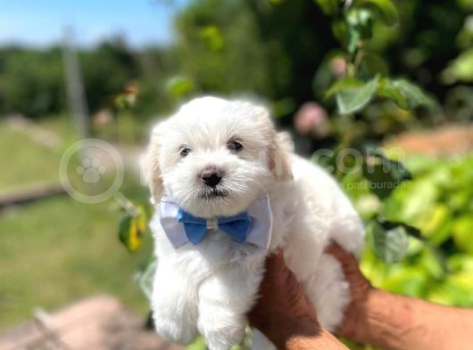 Tatlı Maltese Terrier görsel