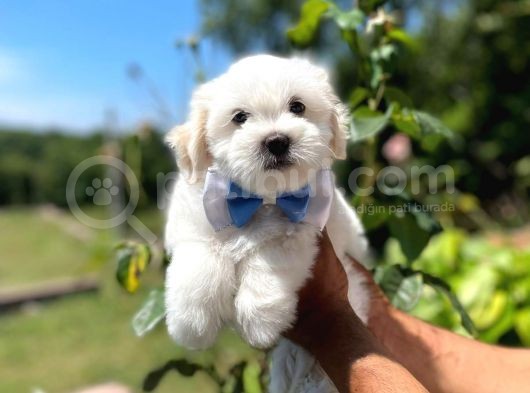 Tatlı Maltese Terrier görsel