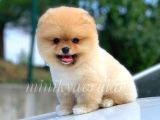 Teddy Face Sağlık Garantili Pomeranian Yavrularımız