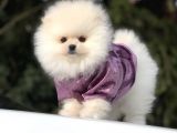 Safkan Pomeranian Yavrularımız