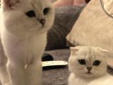 Silver Scottish Fold Kendi Kedilerimin Yavruları