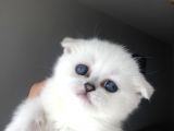 Silver Scottish Fold Kendi Kedilerimin Yavruları