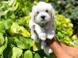 Orijinal Maltipoo Yavrularımız