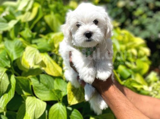 Orijinal Maltipoo Yavrularımız