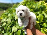 Orijinal Maltipoo Yavrularımız