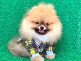Safkan Pomeranian Boo Yavrularımız
